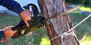 Best Organic Lawn Care Solutions  in Pacific Grove, CA