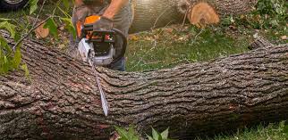 Best Palm Tree Trimming  in Pacific Grove, CA