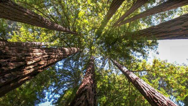 Best Tree Risk Assessment  in Pacific Grove, CA