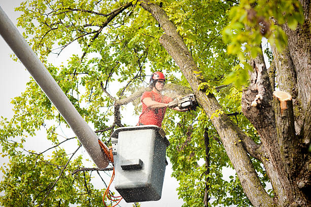 Best Tree Health Inspection  in Pacific Grove, CA